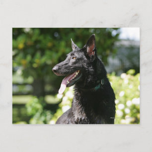 German Shepherd Headshot 2 Postcard