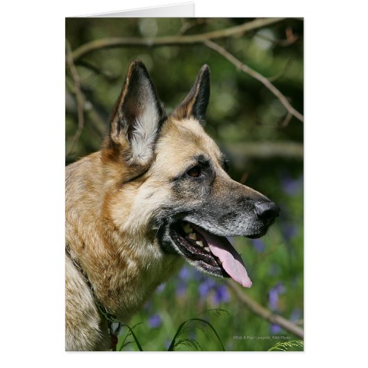 German Shepherd Headshot 3 Cards (Front)