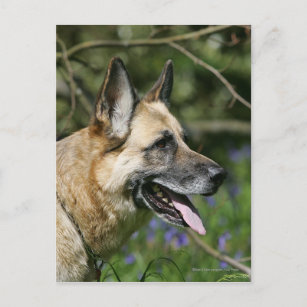 Schäferhund   Postkarte Postcard  # 96 Dt German  Shepherd 
