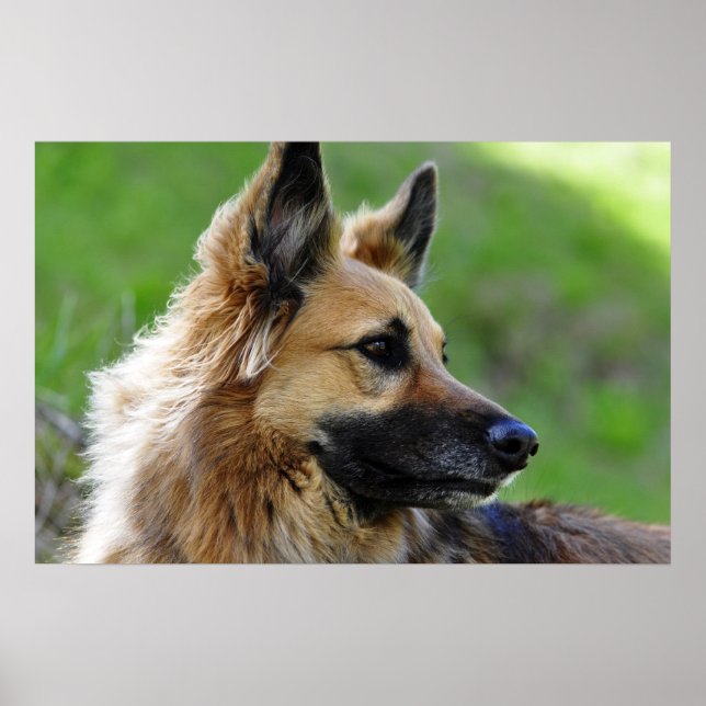 German Shepherd Headshot Poster (Front)