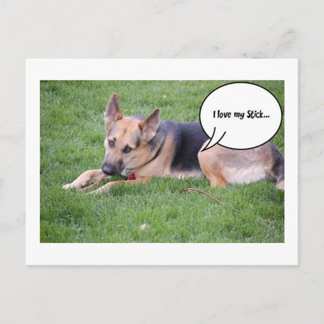 German shepherd Humor Postcard (Front)