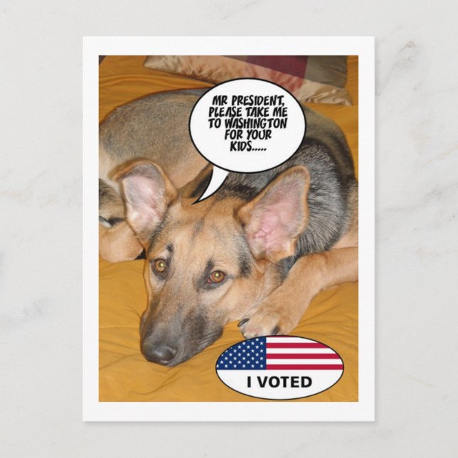 German Shepherd Humor Postcard (Front)