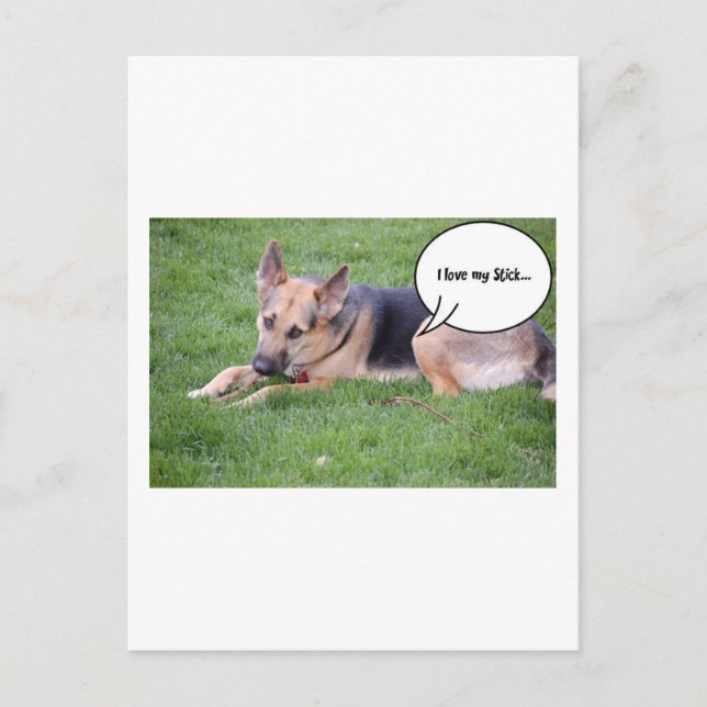 German shepherd Humor Postcard (Front)