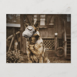 German Shepherd in Gas Mask Postcard