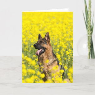 German Shepherd in mustard seed greeting card
