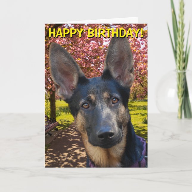 German Shepherd in park birthday card (Front)