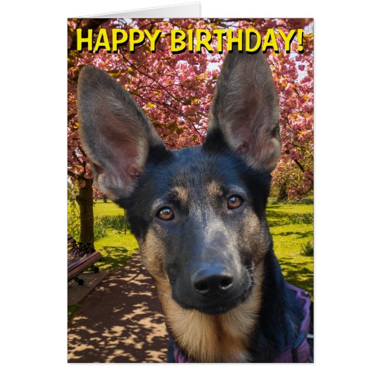 german shepherd in park birthday card zazzle