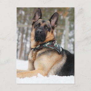 German Shepherd In Snow Postcard