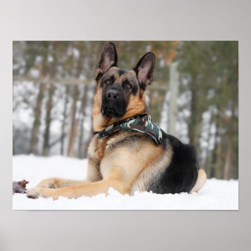 German Shepherd In Snow Poster