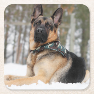 German Shepherd In Snow Square Paper Coaster