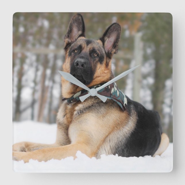 German Shepherd In Snow Square Wall Clock (Front)