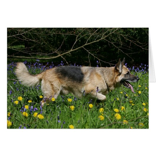 German Shepherd in Yellow Flowers Cards (Front Horizontal)