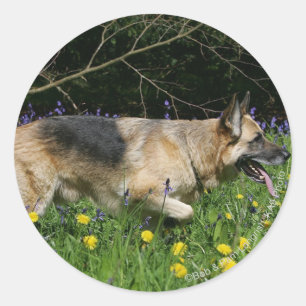 German Shepherd in Yellow Flowers Classic Round Sticker
