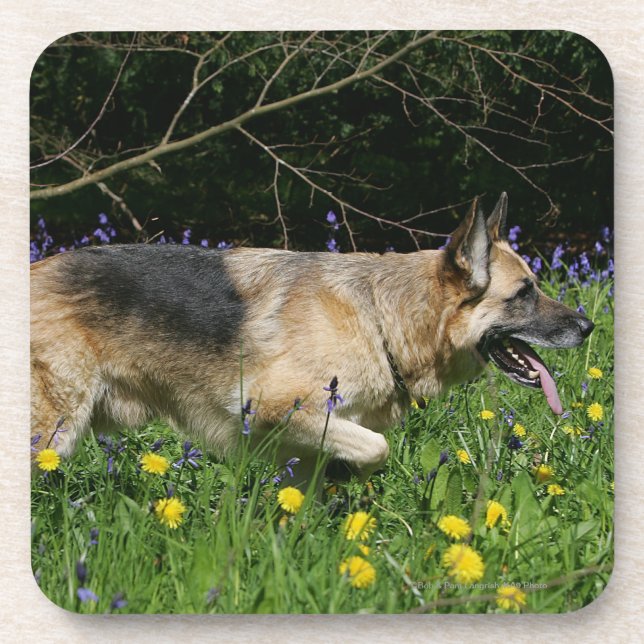 German Shepherd in Yellow Flowers Coaster (Front)
