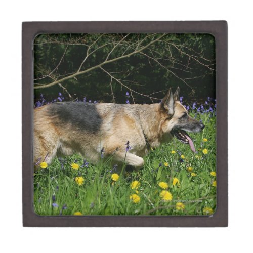 German Shepherd in Yellow Flowers Gift Box