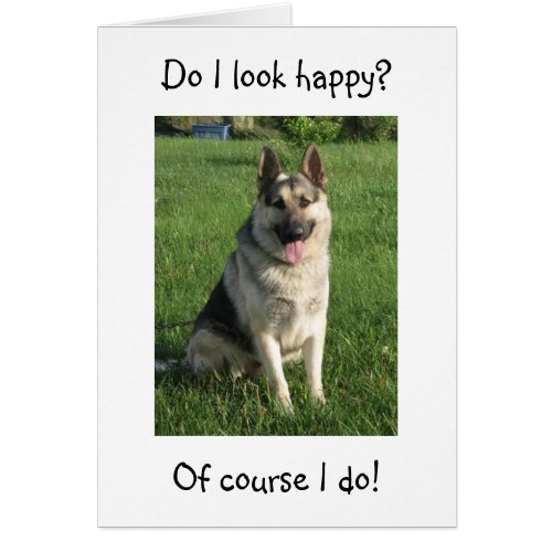 GERMAN SHEPHERD IS SO HAPPY U R 40 NOT HIM