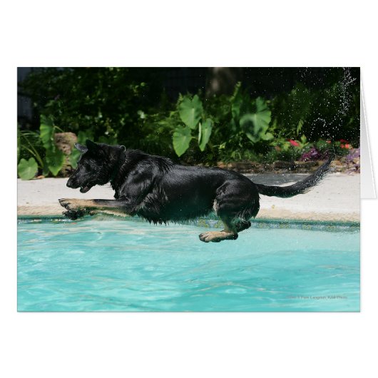 German Shepherd Jumping in Water Cards (Front Horizontal)