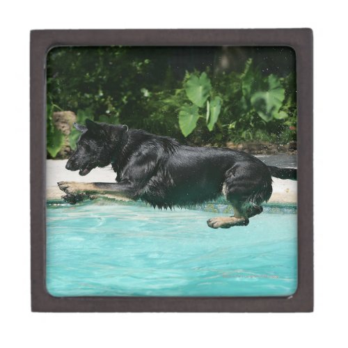 German Shepherd Jumping in Water Jewelry Box