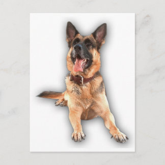 German shepherd laughing postcard