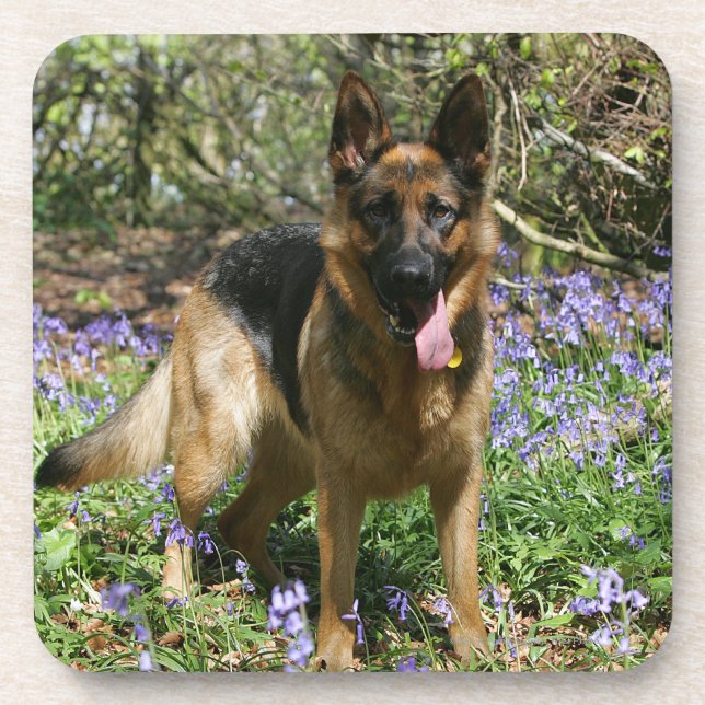 German Shepherd Laying Down Beverage Coaster (Front)