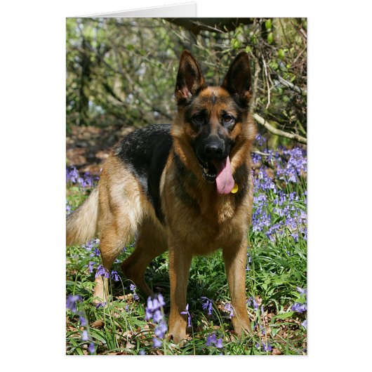 German Shepherd Laying Down Cards (Front)