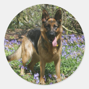German Shepherd Laying Down Classic Round Sticker