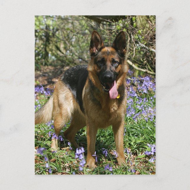 German Shepherd Laying Down Postcard (Front)