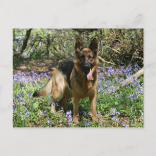 German Shepherd Laying Down Postcard