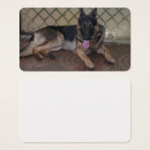 german shepherd laying.png (Front & Back)