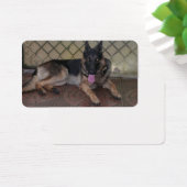 german shepherd laying.png (Desk)