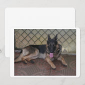 german shepherd laying.png (Front/Back)