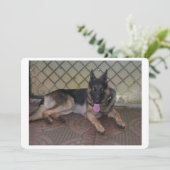 german shepherd laying.png (Standing Front)