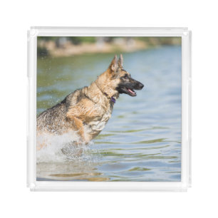 German Shepherd Leaps Into Water Acrylic Tray