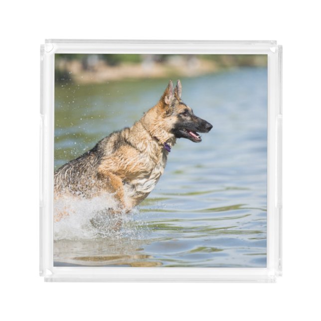 German Shepherd Leaps Into Water Acrylic Tray (Front)