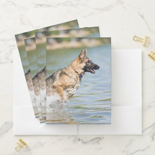 German Shepherd Leaps Into Water Pocket Folder