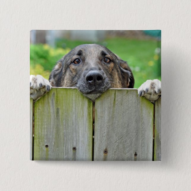 German Shepherd Looking Over Fence Button (Front)