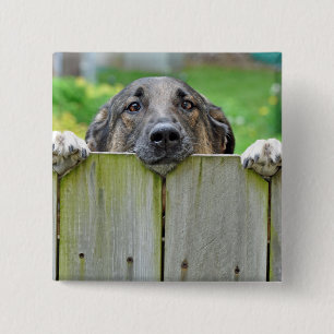 German Shepherd Looking Over Fence Button