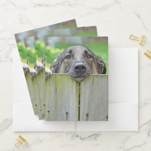 German Shepherd Looking Over Fence Pocket Folder