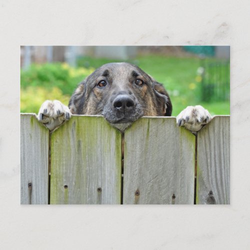 German Shepherd Looking Over Fence Postcard