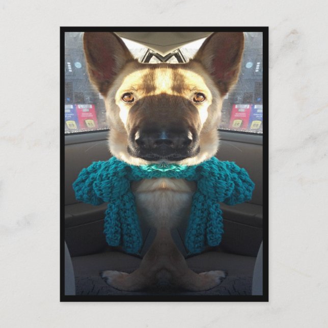 German Shepherd Mirrored Distortion Postcard (Front)