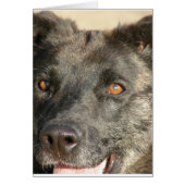 German Shepherd Mix (Front)