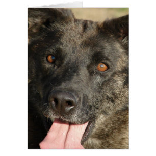 German Shepherd Mix All Occasions Cards