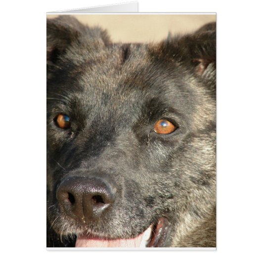 German Shepherd Mix Cards (Front)