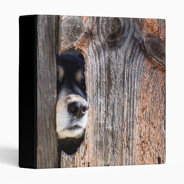 German Shepherd Nose Peeking Through Fence 3 Ring Binder (Front/Spine)