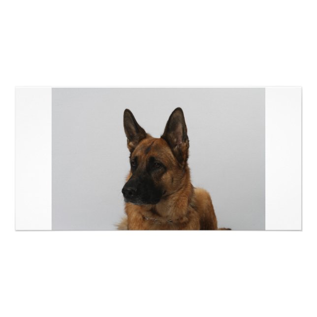 German Shepherd note cards (Front)
