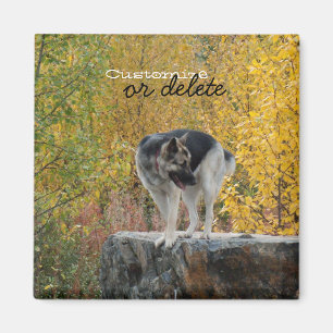 German Shepherd on a Rock; Customizable Magnet