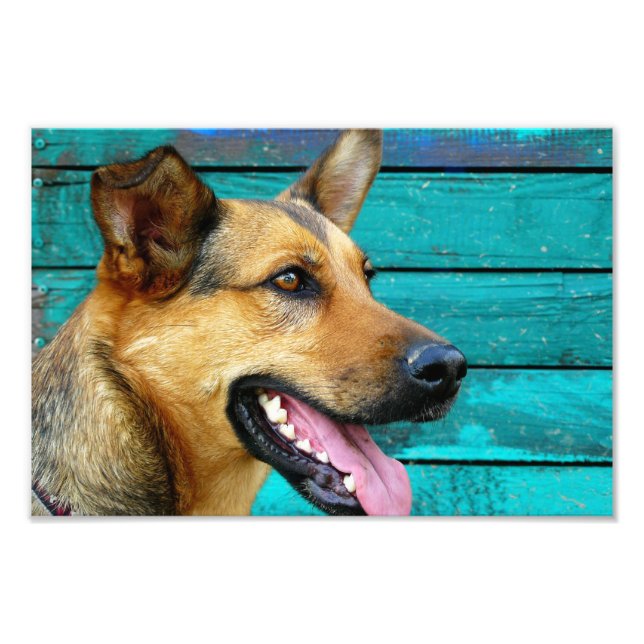 german shepherd photo print (Front)
