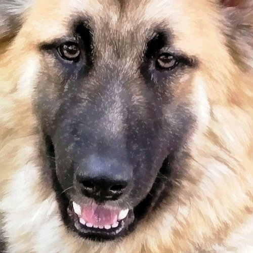 GERMAN SHEPHERD PHOTO PRINT