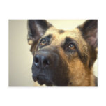German Shepherd Picture Postcard