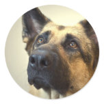 German Shepherd Picture Stickers